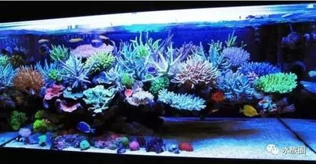 選擇海缸需要考慮多個因素，選擇合適的魚缸材質和尺寸：如何打造一個完美的海缸