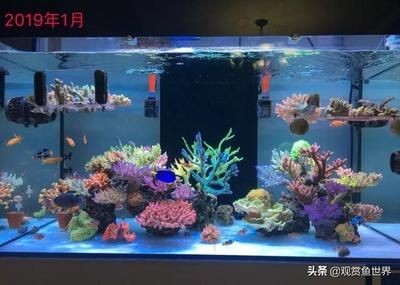 選擇海缸需要考慮多個因素，選擇合適的魚缸材質和尺寸：如何打造一個完美的海缸