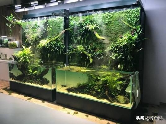 魚缸剛換完水就變混了什么原因，如何維護魚缸硝化系統(tǒng)魚缸換水的最佳時機