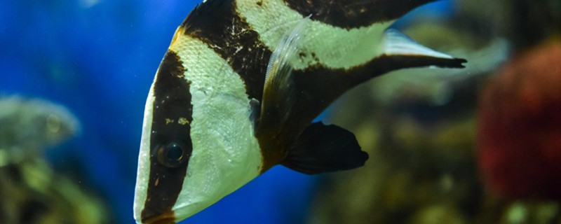 小魚塘最適合養(yǎng)什么魚小魚塘如何養(yǎng)魚 小魚塘最適合養(yǎng)什么魚小魚塘如何養(yǎng)魚 虎魚百科