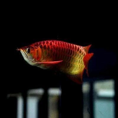 阜新礦區五龍多種經營公司煤炭開發處生態水族館（阜新五龍煤礦最新消息）
