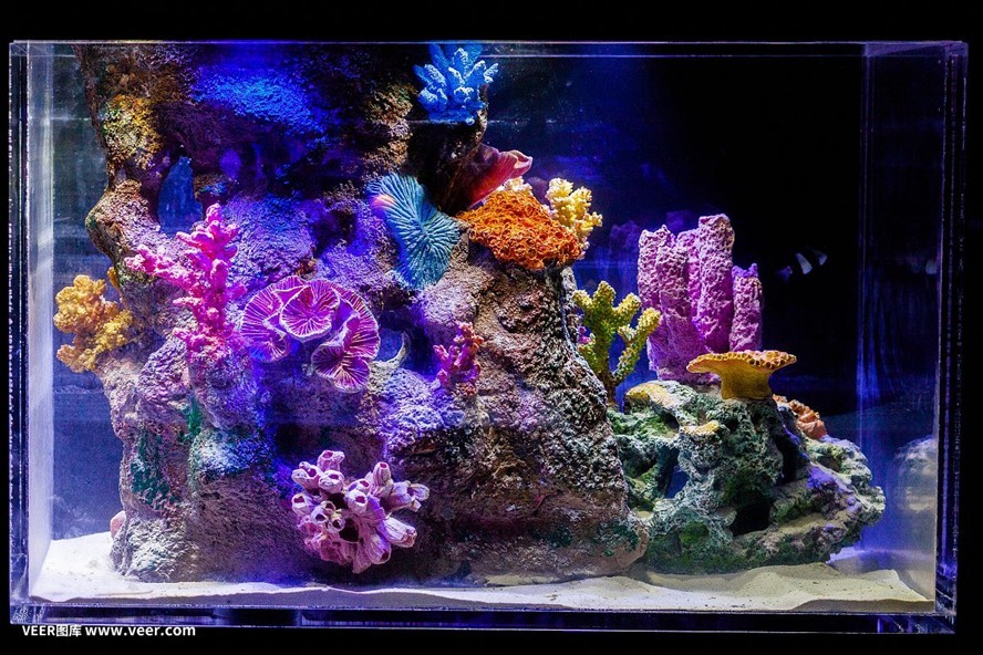 方形魚缸造景技巧：方形魚缸海洋造景技巧