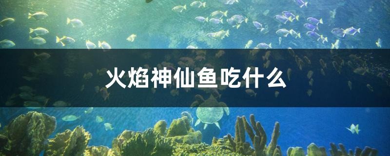 火焰神仙魚吃什么