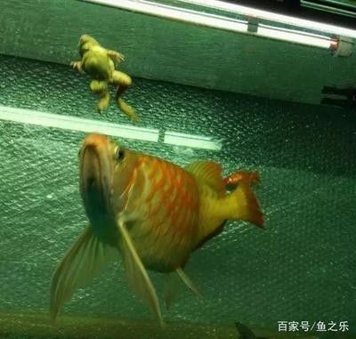 龍魚開燈不愛游動怎么回事