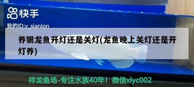 養(yǎng)銀龍魚(yú)開(kāi)燈還是關(guān)燈(龍魚(yú)晚上關(guān)燈還是開(kāi)燈養(yǎng))