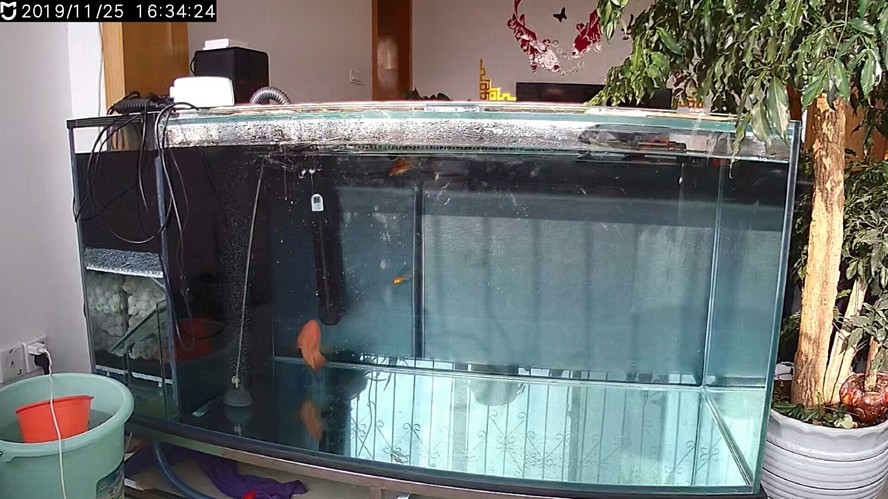 廣州水族館闖缸魚進去四天了