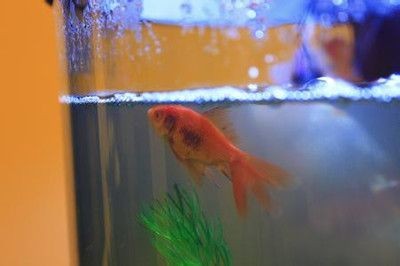 黃粉魚缸疾病防治全攻略除了黃粉之外還有哪些方法：魚缸疾病防治全攻略