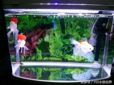 黃粉魚缸疾病防治全攻略除了黃粉之外還有哪些方法：魚缸疾病防治全攻略