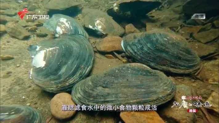 如果您將河蚌放入魚缸中，而不提供泥沙環境，那么河蚌可能無法生存：如果您將河蚌放入魚缸中而不提供泥沙環境，那么河蚌可能無法生存