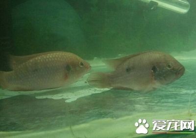平邑縣鴻運(yùn)水族館（平邑縣鴻運(yùn)水族館電話）