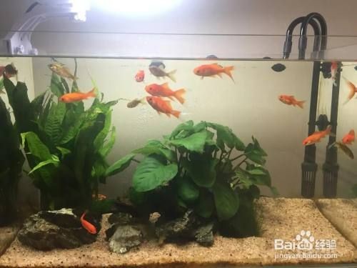 魚缸養什么魚好玩，熱帶魚缸布置技巧分享如何防治魚缸常見疾病