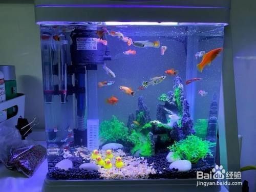 魚缸養什么魚好玩，熱帶魚缸布置技巧分享如何防治魚缸常見疾病