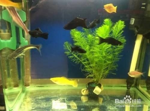 魚缸養什么魚好玩，熱帶魚缸布置技巧分享如何防治魚缸常見疾病