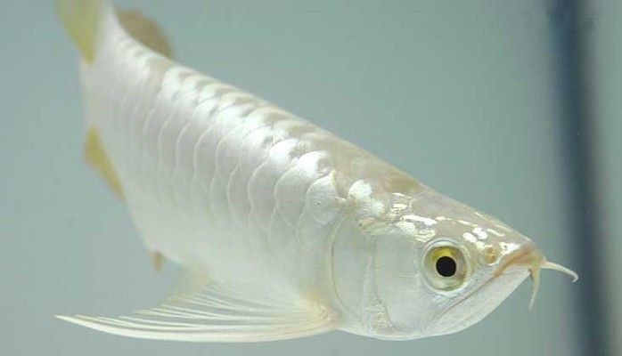 白龍魚吃什么飼料最好 龍魚百科 第3張 白龍魚吃什么飼料最好 白龍魚吃什么飼料最好 龍魚百科 第3張