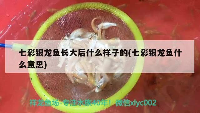 七彩銀龍魚(yú)長(zhǎng)大后什么樣子的(七彩銀龍魚(yú)什么意思)