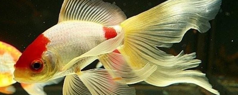 金龍魚喂草金是否可行？（關于金龍魚喂草金的問題）