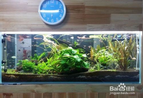 常州市鐘樓區彩魚坊水族館（常州市鐘樓區彩魚坊水族館地址）