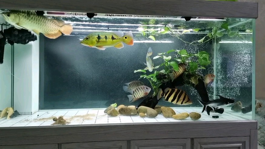 麒麟紅龍魚鳳凰紅龍魚赤血紅龍魚和血麒麟紅龍什么價位對應的信息（紅龍魚的喂養）