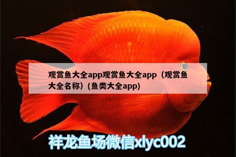 藍(lán)虎鯊觀賞魚(yú)怎么繁殖（藍(lán)鯊魚(yú)苗怎么喂養(yǎng)）