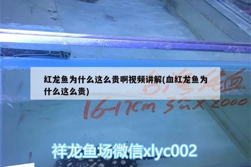 藍(lán)虎鯊觀賞魚(yú)怎么繁殖（藍(lán)鯊魚(yú)苗怎么喂養(yǎng)）