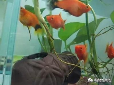 細(xì)線銀板魚苗混養(yǎng)疾病預(yù)防措施，細(xì)線銀板魚苗在混養(yǎng)過程中可能面臨疾病問題及其預(yù)防措施