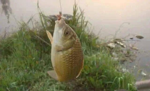 熱帶魚水溫管理技巧，熱帶魚水溫管理技巧，熱帶魚適宜水溫與生長關系