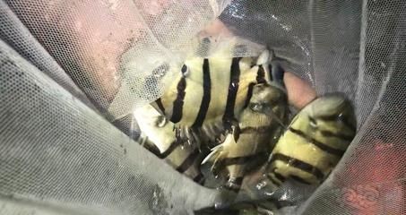 贊美金龍魚(yú)的成語(yǔ)（金龍魚(yú)在市場(chǎng)上是否真的如“錦上添花”般，為愛(ài)好者們帶來(lái)了更多選擇和美觀享受？）