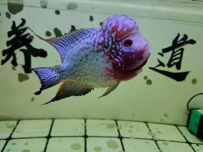 觀賞魚換水技巧與注意事項觀賞魚換水技巧與注意事項：底濾魚缸加水的多少取決于多個因素
