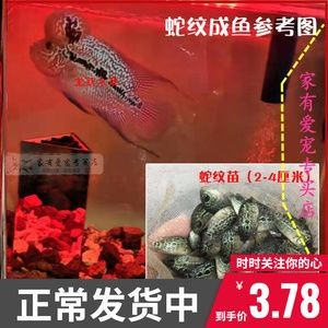 淡水魚魚缸混養的基本原則：淡水魚魚缸混養的基本原則：淡水魚混養的基本原則