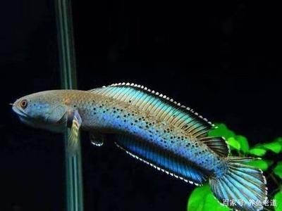 紅色的魚在魚缸中展示出最佳觀賞效果需要考慮到魚缸背景顏色的影響：如何科學選擇魚缸燈光