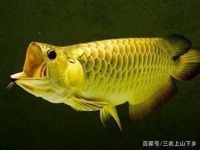 銀龍魚長大是什么顏色的（銀龍魚長大是什么顏色的圖片）