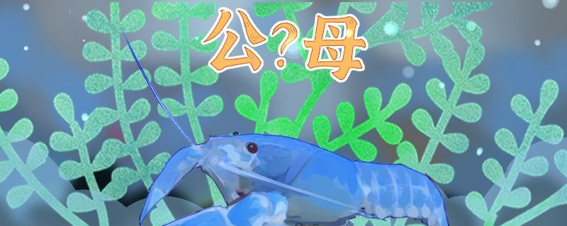 鄭州觀賞魚批發市場電話：鄭州水產大世界水產大世界，鄭州水產大世界
