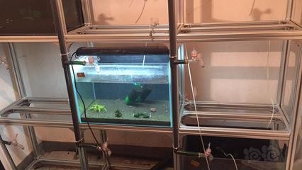 銀龍魚眼睛起白霧怎么辦啊圖片（銀龍魚眼睛起白霧怎么辦啊圖片大全）