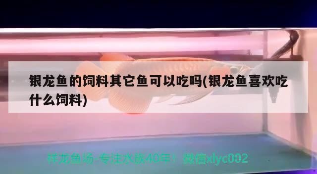 銀龍魚的飼料其它魚可以吃嗎(銀龍魚喜歡吃什么飼料)