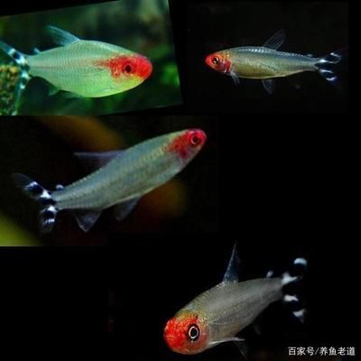 紅綠燈魚紅綠燈魚紅綠燈魚紅綠燈魚紅綠燈魚飼養方法：紅綠燈魚的飼養技巧