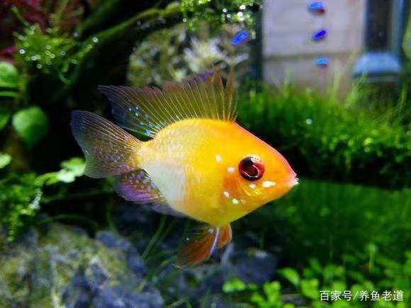 紅綠燈魚紅綠燈魚紅綠燈魚紅綠燈魚紅綠燈魚飼養方法：紅綠燈魚的飼養技巧