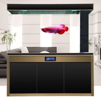 黑色魚缸和白色魚缸的優(yōu)缺點哪一個更好看哪一個更適合您：如何選擇魚缸顏色