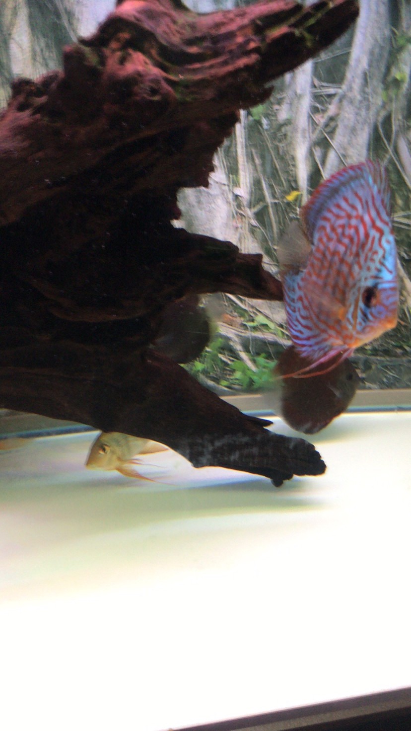 新手養虎養彩養魟魚