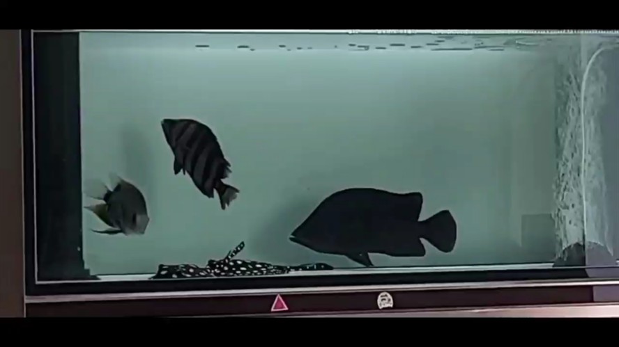 挖煤虎魚如何搞明它