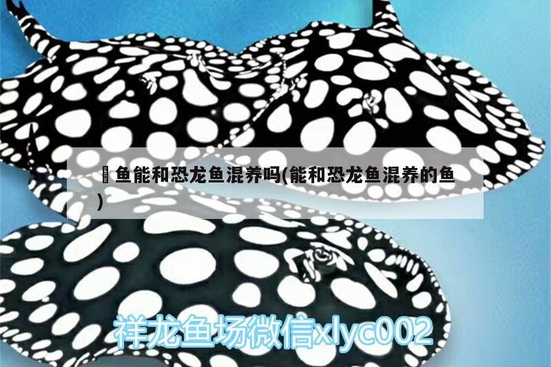 雷龍和龍魚虎魚混養好不好呢（雷龍魚可以和蝦虎混養嗎）