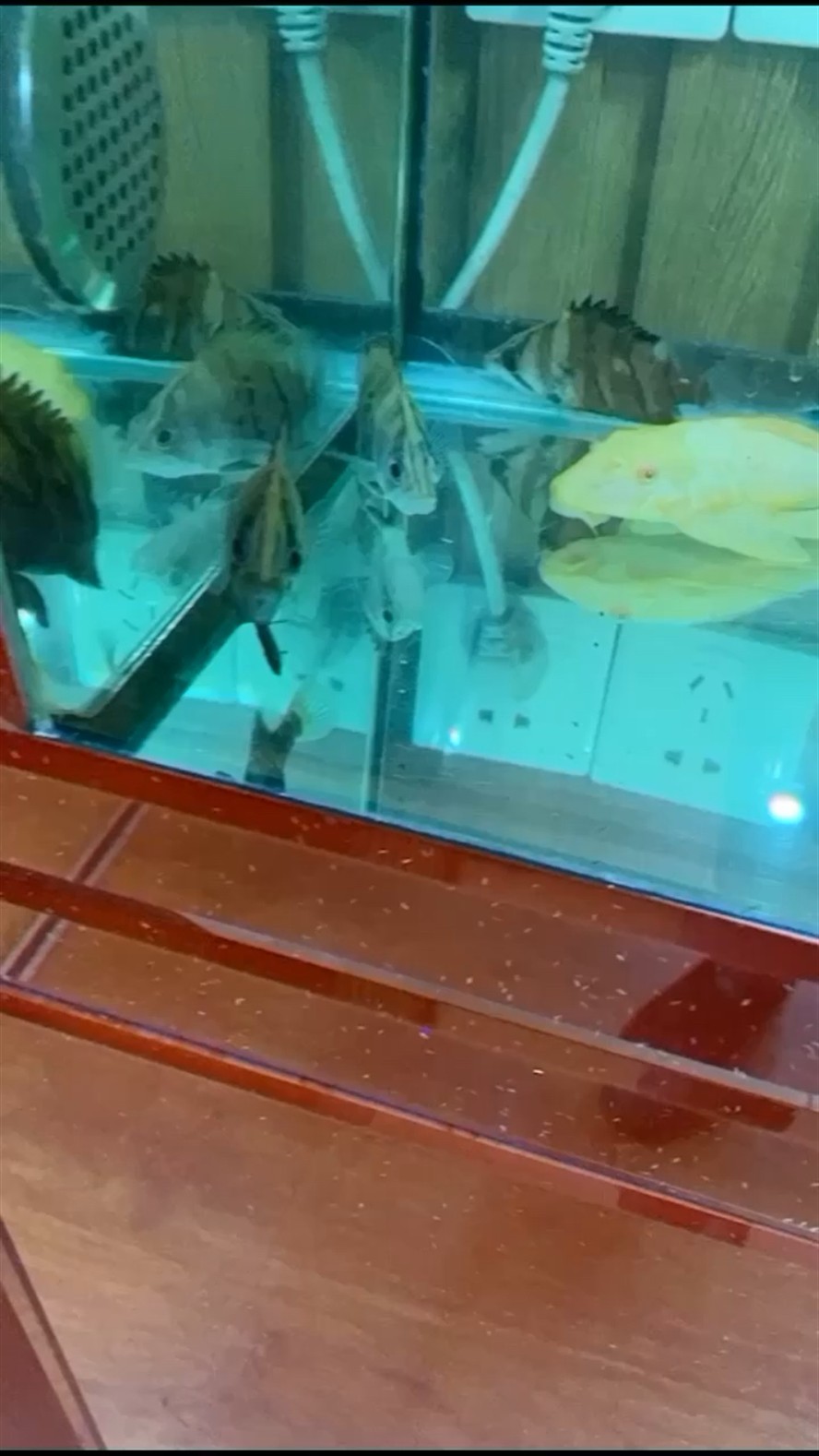 怎么能讓虎魚明起來 怎么能讓虎魚明起來 虎魚百科