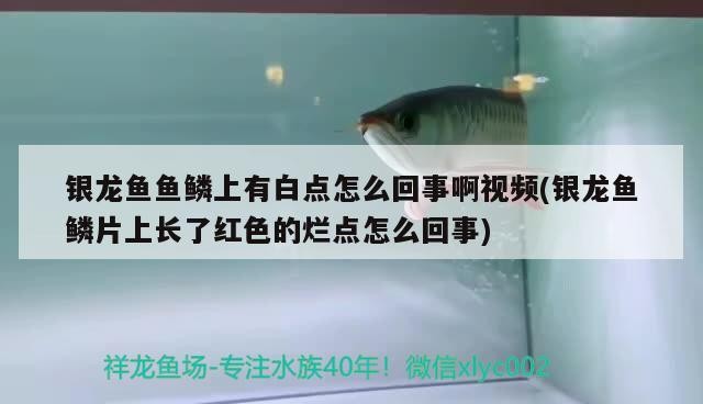 銀龍魚魚鱗上有白點怎么回事啊視頻(銀龍魚鱗片上長了紅色的爛點怎么回事)