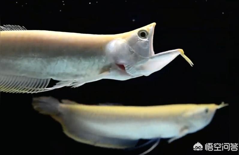 缸養銀龍魚視頻:90缸可以養銀龍嗎