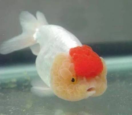 肅州區富貴有魚水族店（肅州區富貴有魚水族店嗎在哪）