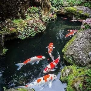 怎么和銀龍魚(yú)互動(dòng)（怎么和銀龍魚(yú)互動(dòng)起來(lái)）