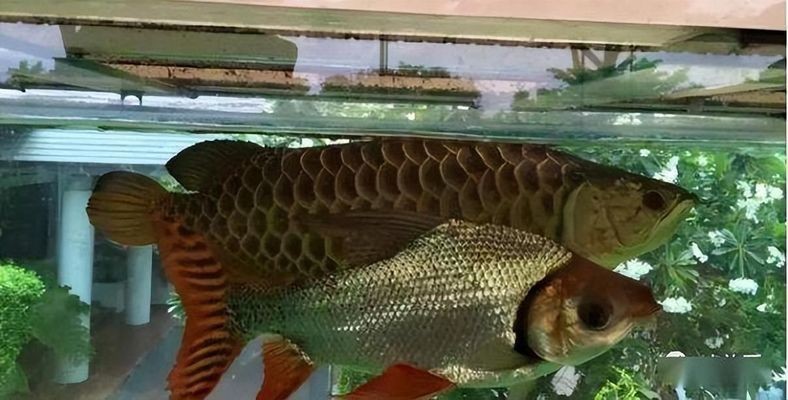 蘇虎魚日常養護要點，蘇虎魚日常養護的主要要點