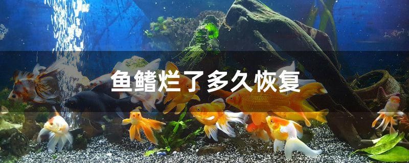 魚鰭爛了多久恢復