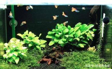 銀龍魚的養(yǎng)殖方法和技巧圖解視頻（銀龍魚的養(yǎng)殖方法和技巧圖解視頻教程）