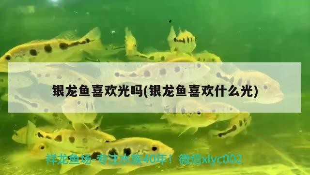 銀龍魚喜歡光嗎(銀龍魚喜歡什么光)