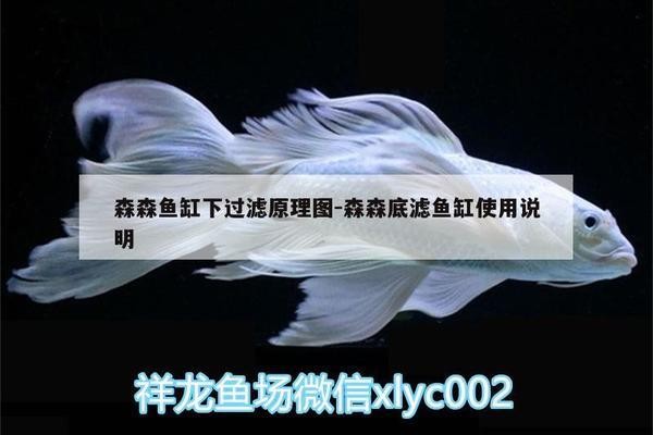 金龍魚和銀龍魚的區別（金龍魚和銀龍魚的區別是什么）